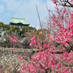 大阪城公園梅林