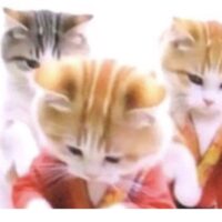 AI動画のねこちゃん